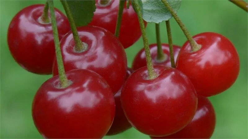 Саженцы вишни флора купить в Москве по цене от 690 рублей