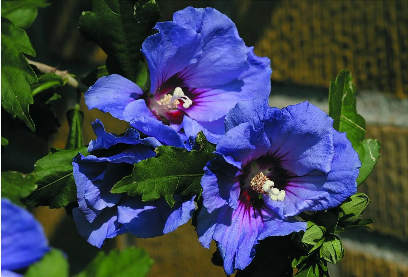 20 BLUE MARLIN ROSE OF SHARON SEEDS - Hibiscus syriacus " blue marlin " eBay