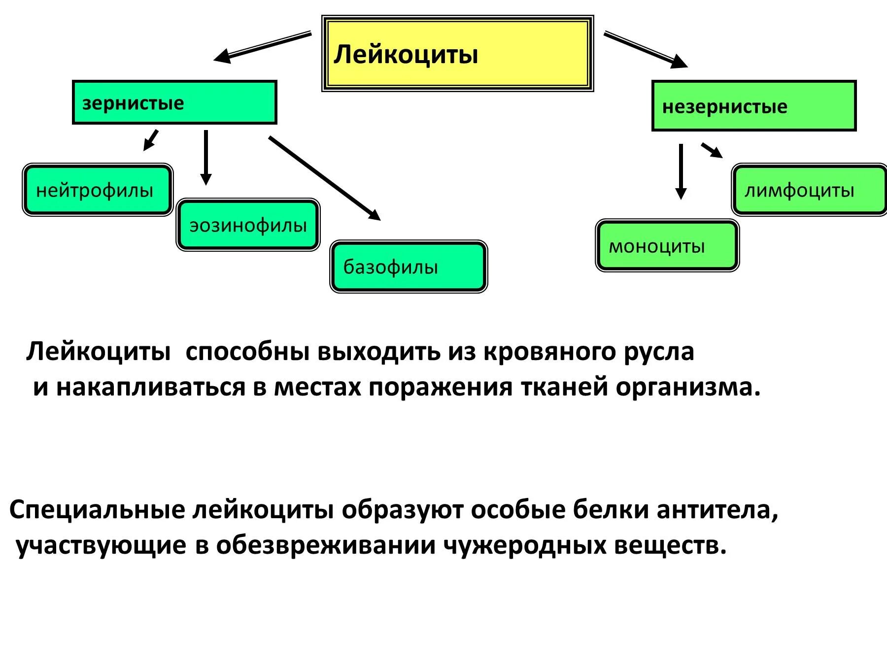 Лейкоциты для чего. Лейкоциты подразделяются на. к незернистым лейкоцитам относится:. виды лейкоцитов и их функции. внутренняя среда организма лейкоциты 8 класс биология.