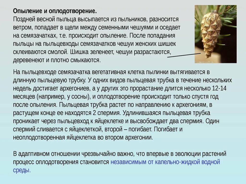 Где образуются пылинки у сосны. Опыление и оплодотворение. Оплодотворение у сосны происходит. Процесс опыления сосны. Как происходит процесс опыления у сосны.