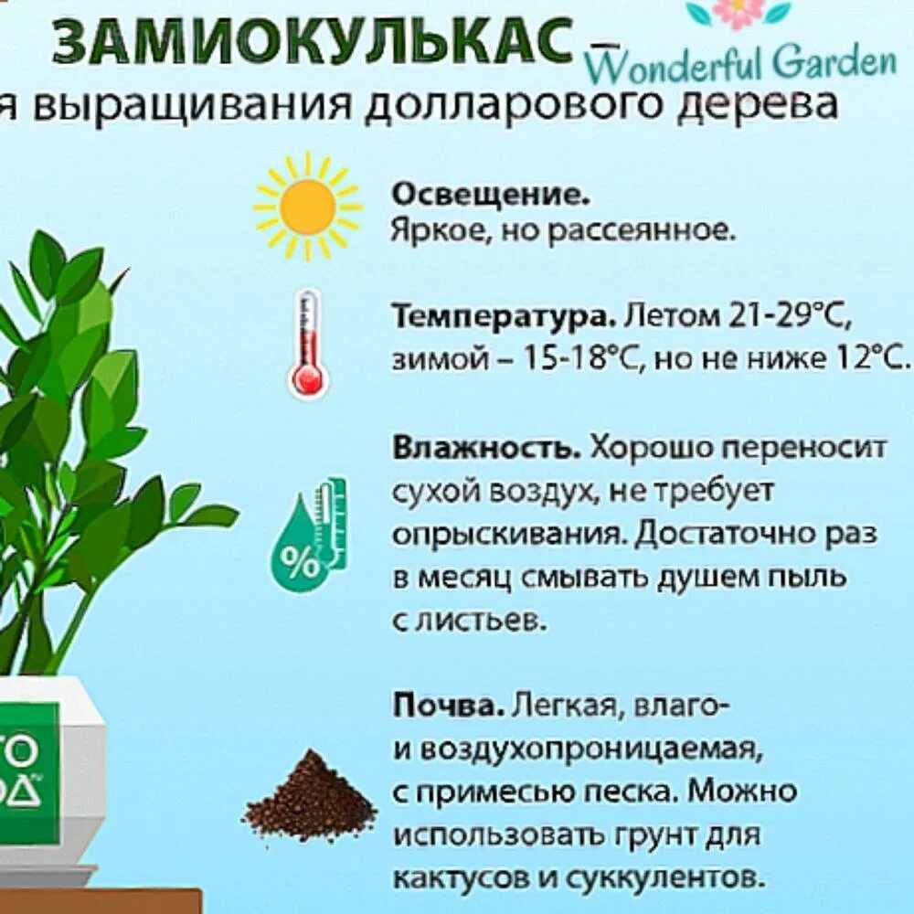 Замиокулькас грунт. Замиокулькас. Субстрат для замиокулькаса. Замиокулькас долларовое дерево пересадка. Замиокулькас дренаж.