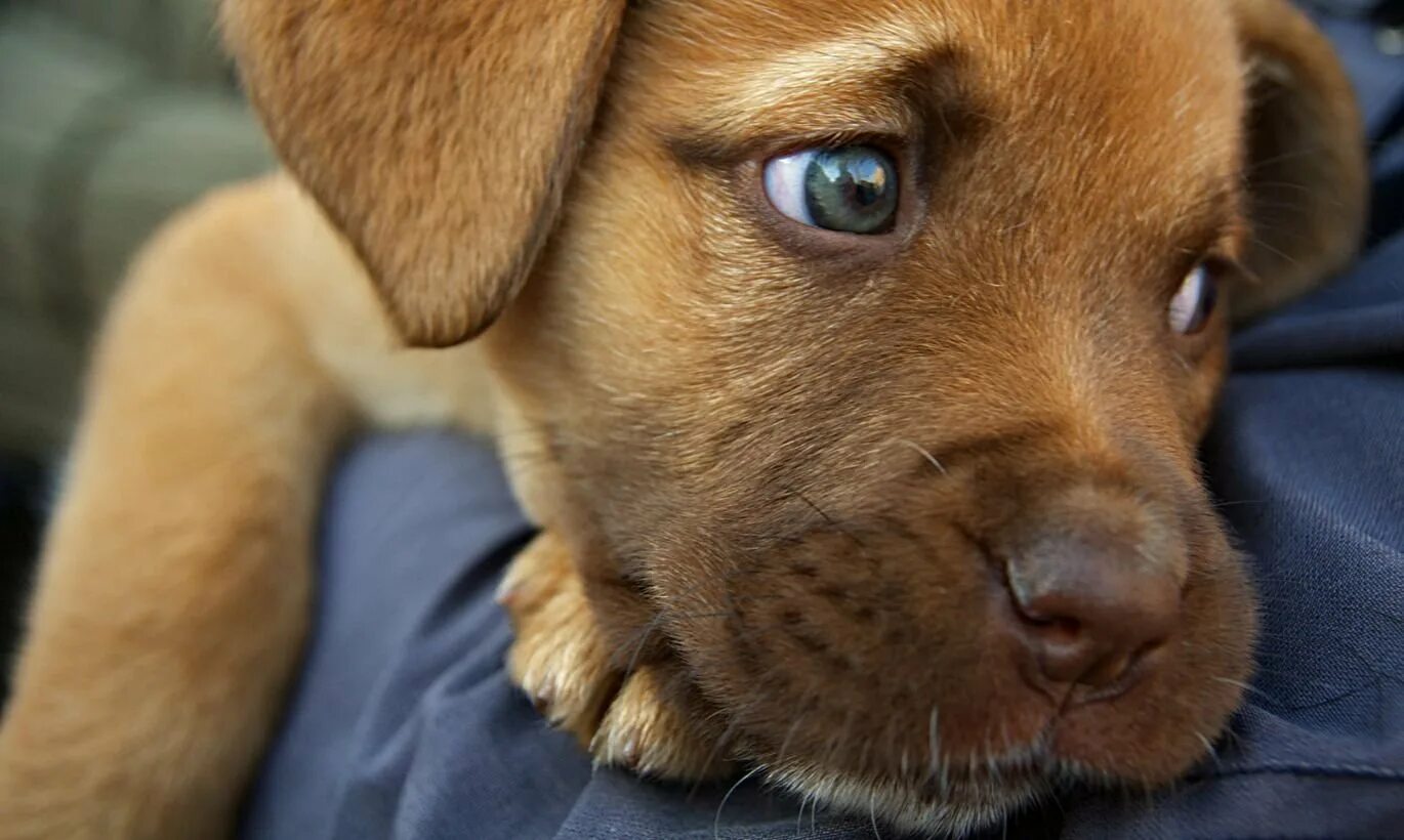 щенячьи глаза у девушки. девушка с самыми большими глазами. щенячьи глаза у девушки. красивые дворняжки. грустный щенок.