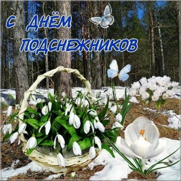 С первым утром весны картинки с надписями. День подснежника. Весенний день. Открытки с подснежниками.