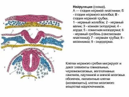 Содержит хорду и нервную пластинку
