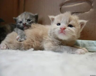 2 х недельный котенок