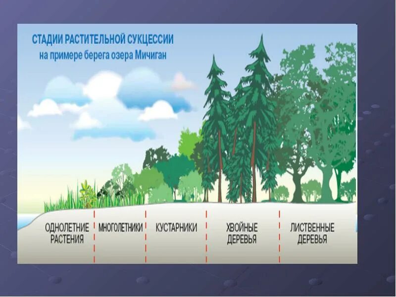 Последовательность этапов сукцессии. Этапы первичной сукцессии. Первичная экологическая сукцессия. Этапы вторичной сукцессии. Схема сукцессии.