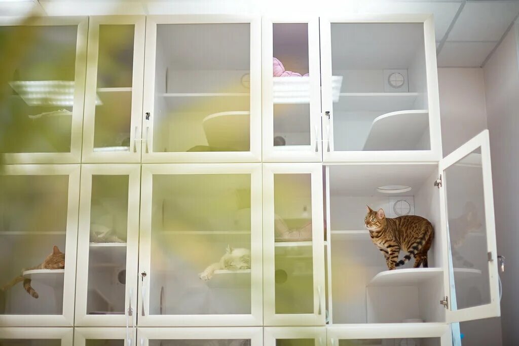 гостиница для кошек в нижнем новгороде. гостиница для собак. отель для собак. гостиница для кошек в нижнем новгороде. гостиная с кошкой.