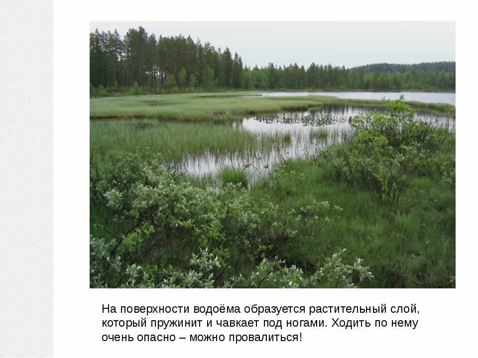 природное сообщество болото 3 класс. сообщество болота. презентация на тему болото 3 класс. интеллигент болотный про прогорам. биогеоценоз болото.
