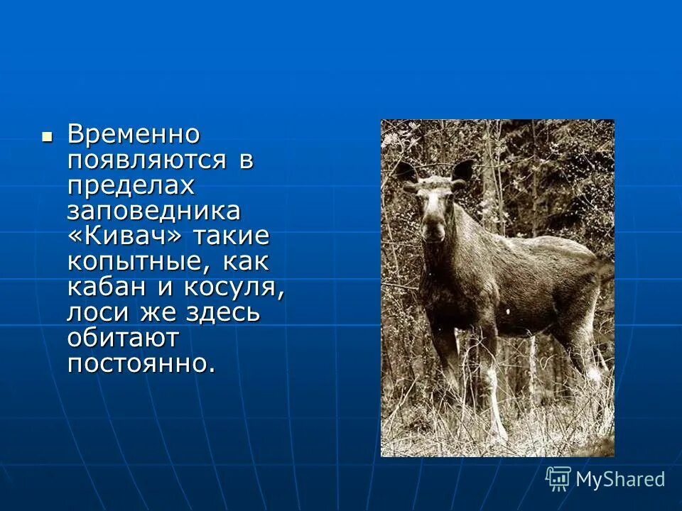 Заповедник кивач план текста. Заповедник Кивач презентация. Заповедник Кивач животные. Заповедник Кивач растения. Заповедник Кивач описание.