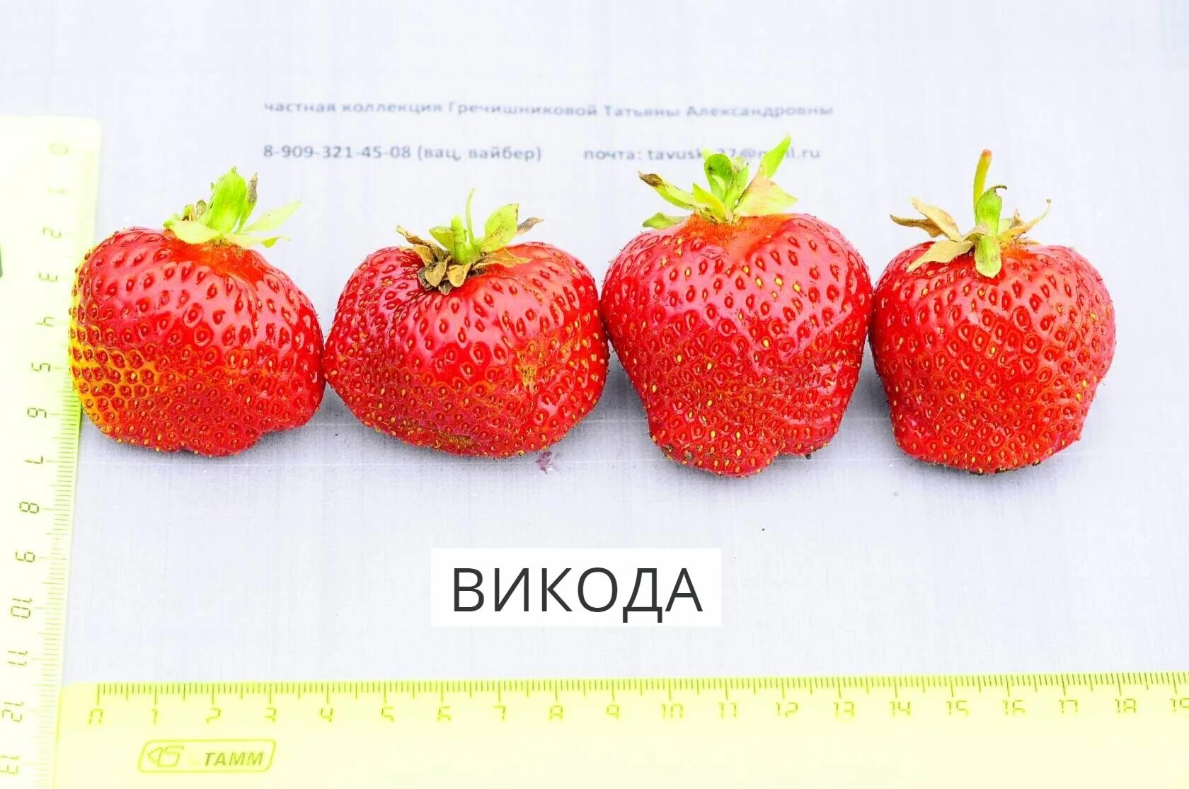 Викат (Vikat) - Польша - Ягодное раздолье