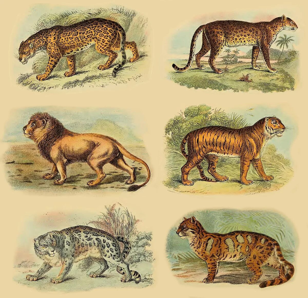 Общий предок всех животных. Panthera zdanskyi. panthera youngi. эволюция кошачьих. предок тигра.