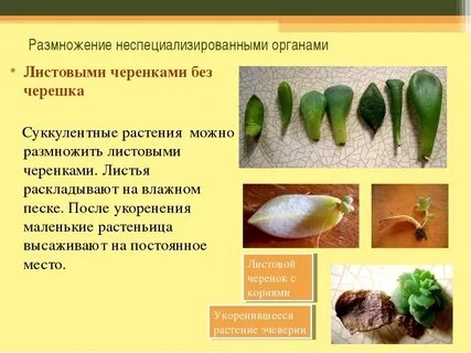 Листовые черенки растения