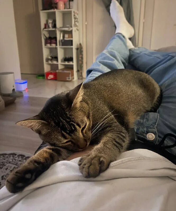 сериал кот. кот лежит на одежде. кошка ложиться на чистое белье. кошка ложится на одежду. кошка спит на вещах человека.