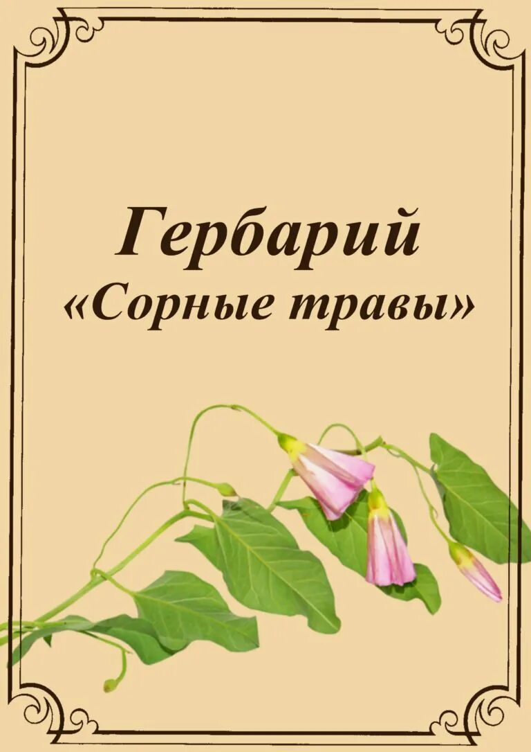 Гербарий титульный. Гербарий титульный. Красивое оформление гербария. Титульный лист гербарий в детском саду. Оформление обложки гербария.