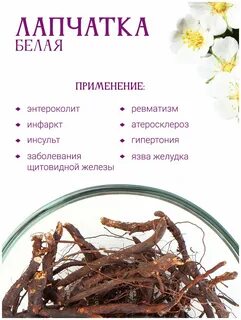 Лапчатка белая щитовидная железа