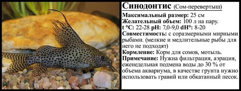 Аквариумные рыбки таблица. Совместимость данио с другими рыбками в аквариуме. Барбус совместимость с другими рыбками таблица. Сомик анциструс крапчатый. Кардинал рыбка аквариумная совместимость.