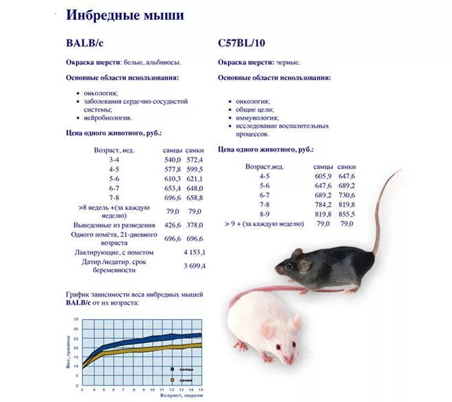 Крыса 3 месяца размер. Нормальный вес крысы самца в 1 год. Вес лабораторных крыс по возрасту. Длина тела лабораторных крыс.