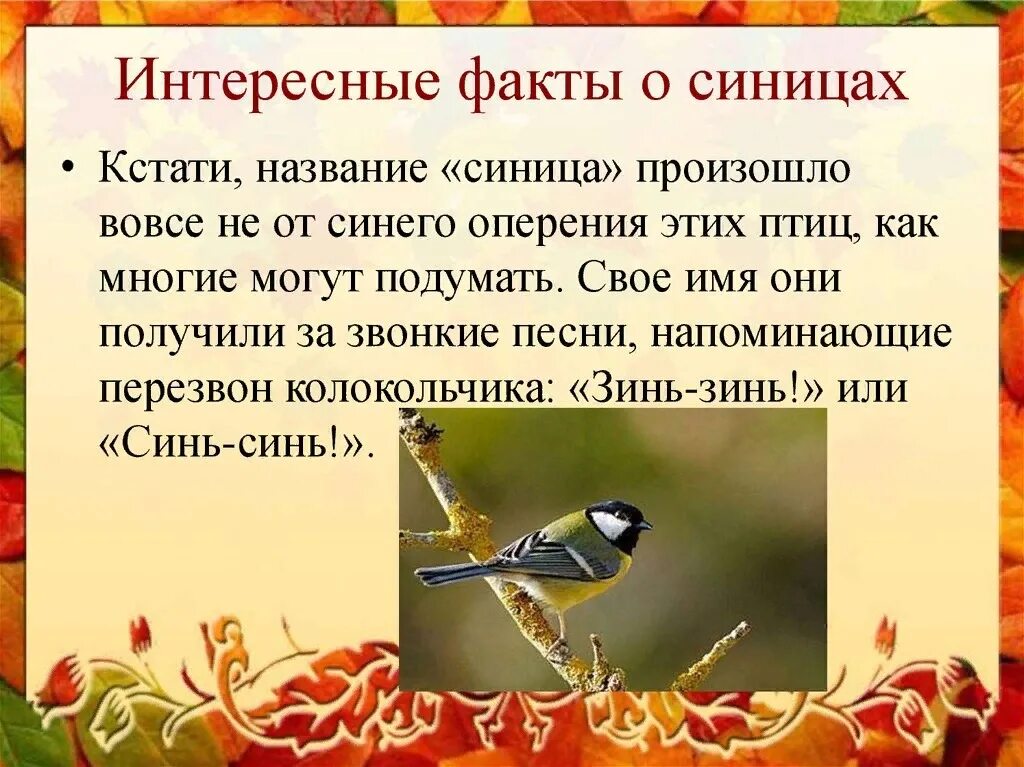Проект синица 2 класс Зинзивер синица 77 фото