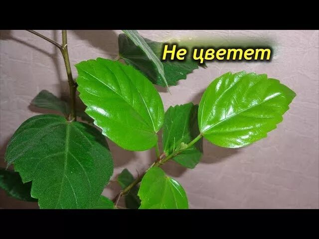 Гибискус комнатный листья. Почему не цветет китайский