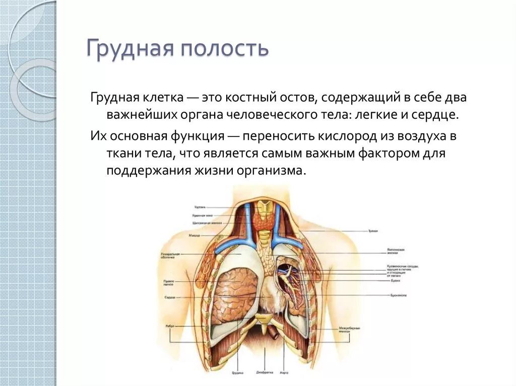 Грудная полость строение анатомия. Анатомия грудной клетки человека с органами. Строение грудной клетки топографическая анатомия. Внутреннее строение грудной клетки человека. Брюшная и грудная полость тела