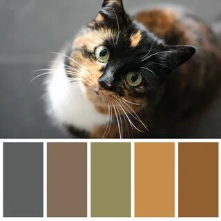 Оттенки кошек