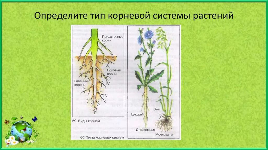 Корень и корневая система 6 класс биология. Корневая система цикория. Цикорий Тип корневой системы.