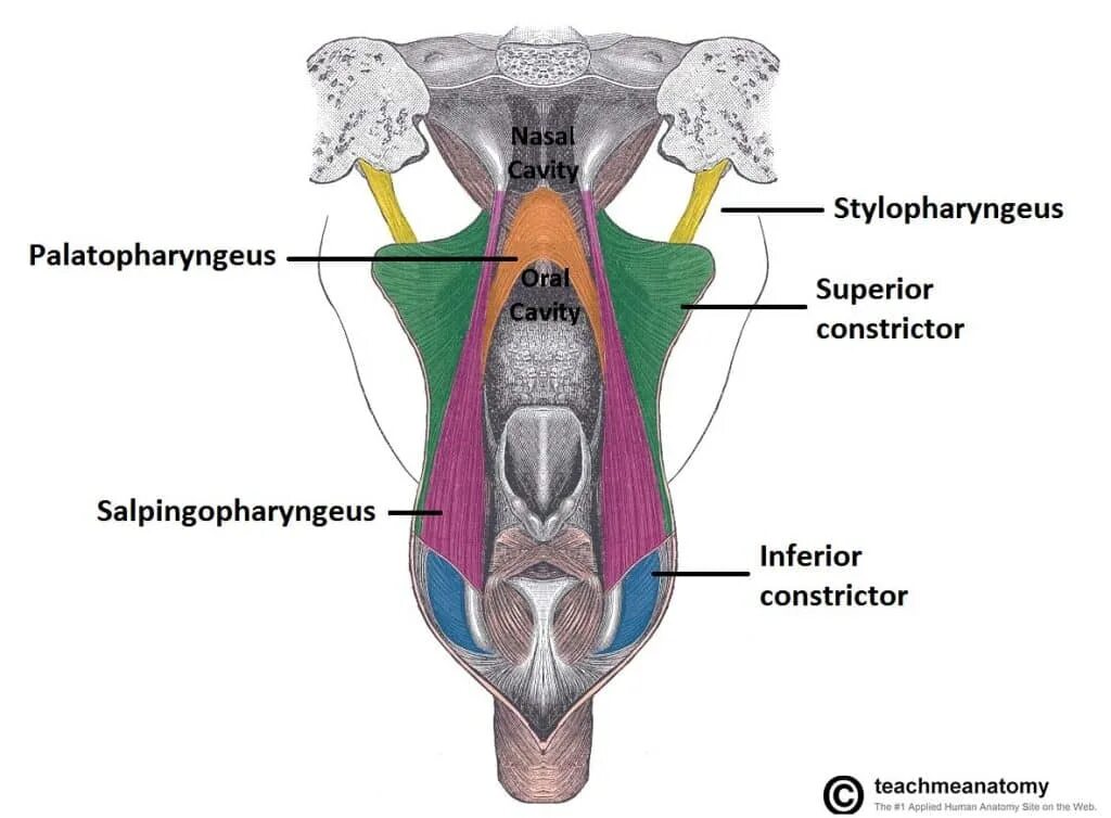 Tensor veli. Tensor veli