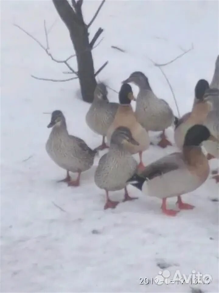 Подсадная утка на авито. Утка серебрянка подсадная. кряква серебрянка. селезень серебрянки. домашние утки кряква серебрянка.