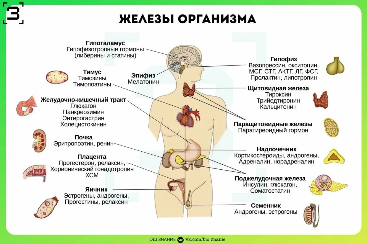 Основные железы организма