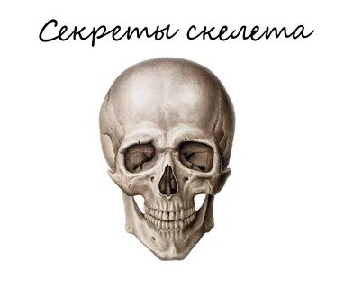 Черепные картинки