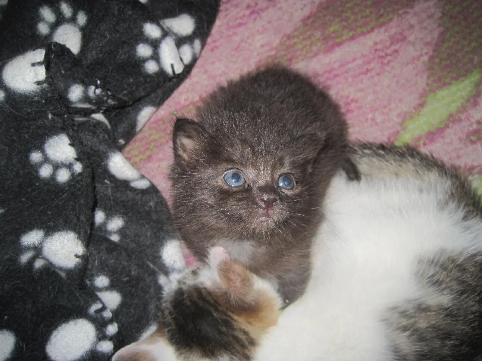 Кошачье семейство: третья неделя жизни Кот, кошка и котята