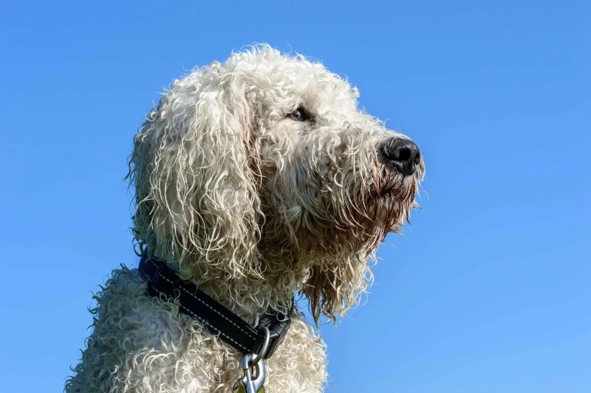 Кокер спаниель пятнистый. Шотландский пудель. Порода собак лабрадудель. Пудель барбет. Американскикокер спаниель.