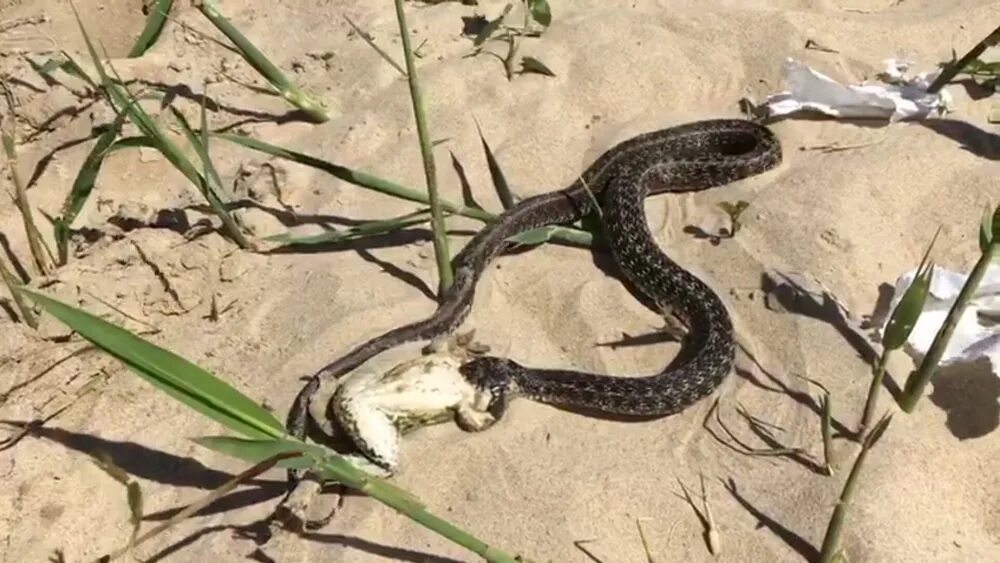 Змеи в анапе в море. Ядовитые змеи в Анапе. Змеи в Витязево. Змеи в Анапе 2023. Змеи в черном море в Анапе.