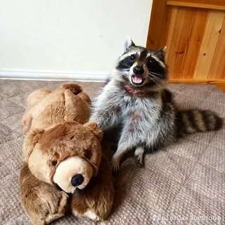 Кот енот