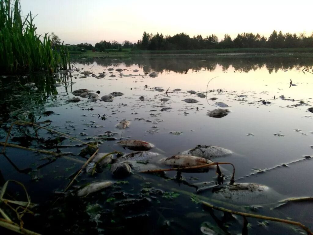 Загрязненные озера и реки. Река Свирь загрязнена. Загрязнение реки Свирь. Самарские загрязненные озера. Воткинск загрязненный пруд.