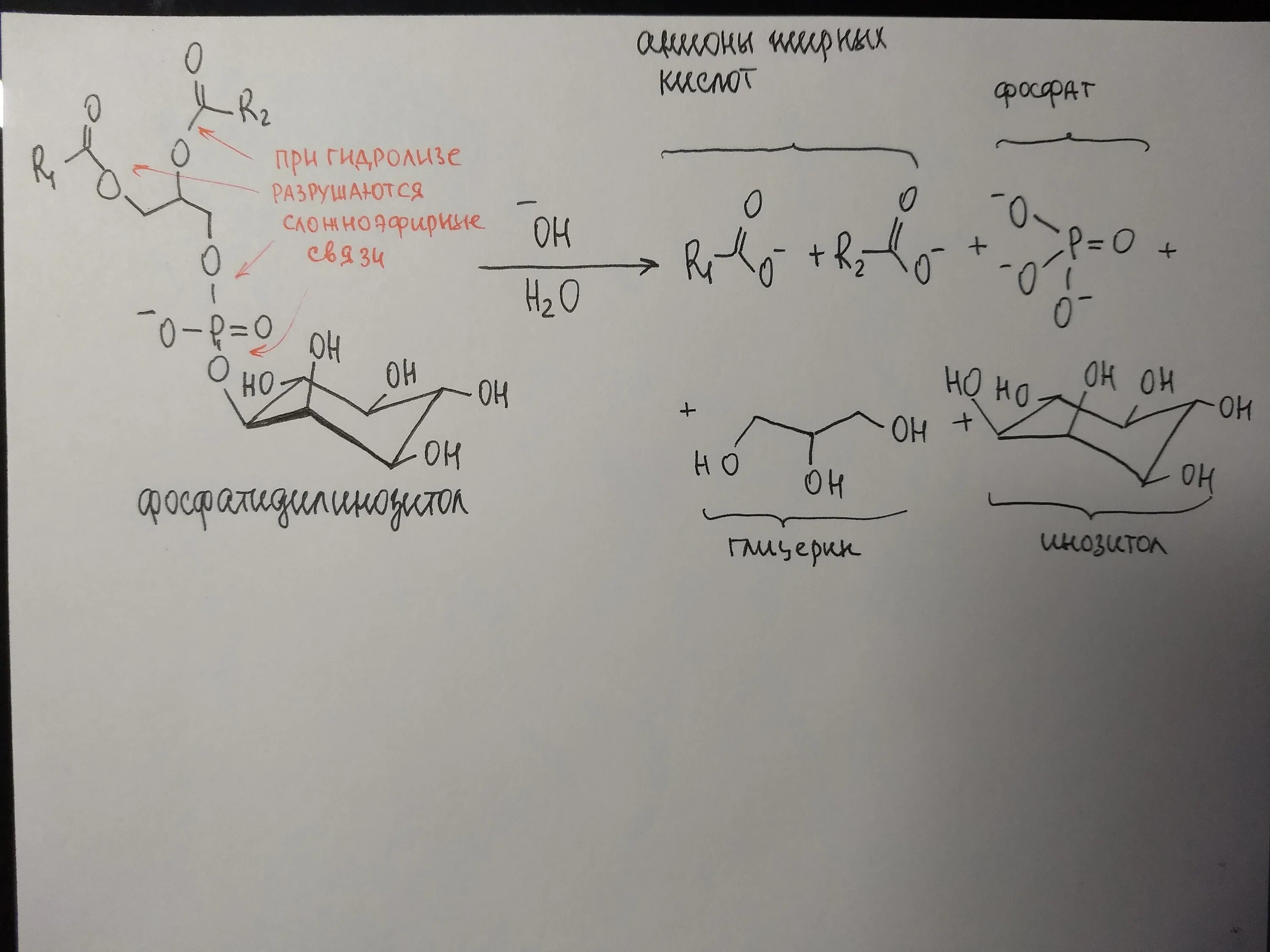 Щелочной гидролиз фосфатидилинозитола. Фосфатидилинозит щелочной гидролиз. Кислотный гидролиз фосфатидилинозита. Фосфатидилинозитол гидролиз кислотный. 1 щелочной гидролиз изопропилацетата