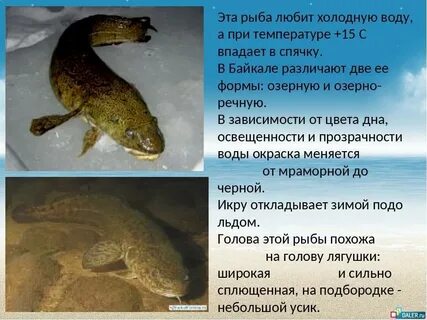 Рыбы впадают в