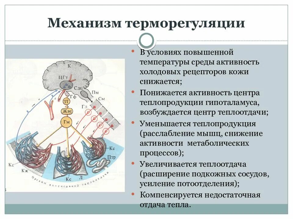 При повышении температуры капилляры. Механизмы регуляции температуры. механизм регуляции температуры тела. механизмы терморегуляции физиология. характеристика физиологических механизмов терморегуляции.