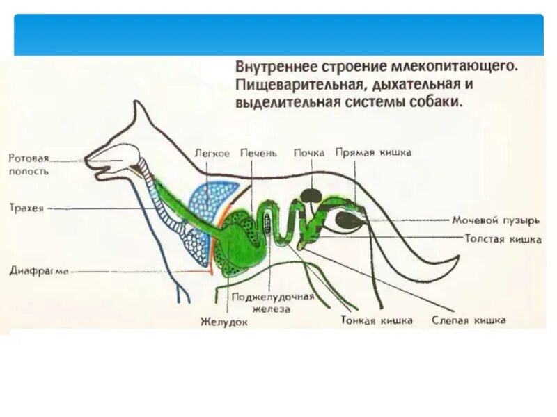 Как происходит выделительная система млекопитающие. Пищеварительная дыхательная и выделительная системы собаки. строение пищеварительной системы млекопитающих 7 класс. строение дыхательной системы млекопитающих 7 класс. внутреннее строение млекопитающих схема.