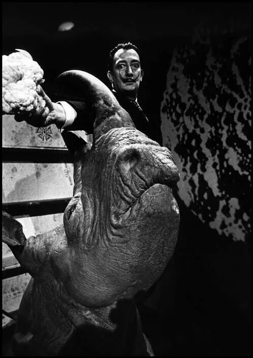 дали носороги