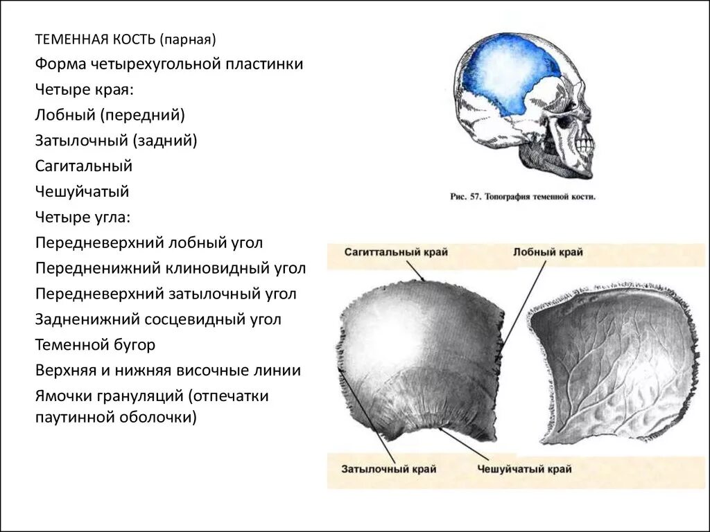 Теменная кость черепа у ребенка. Теменная кость черепа анатомия. Верхняя височная линия теменной кости расположена. Теменные кости черепа анатомия.