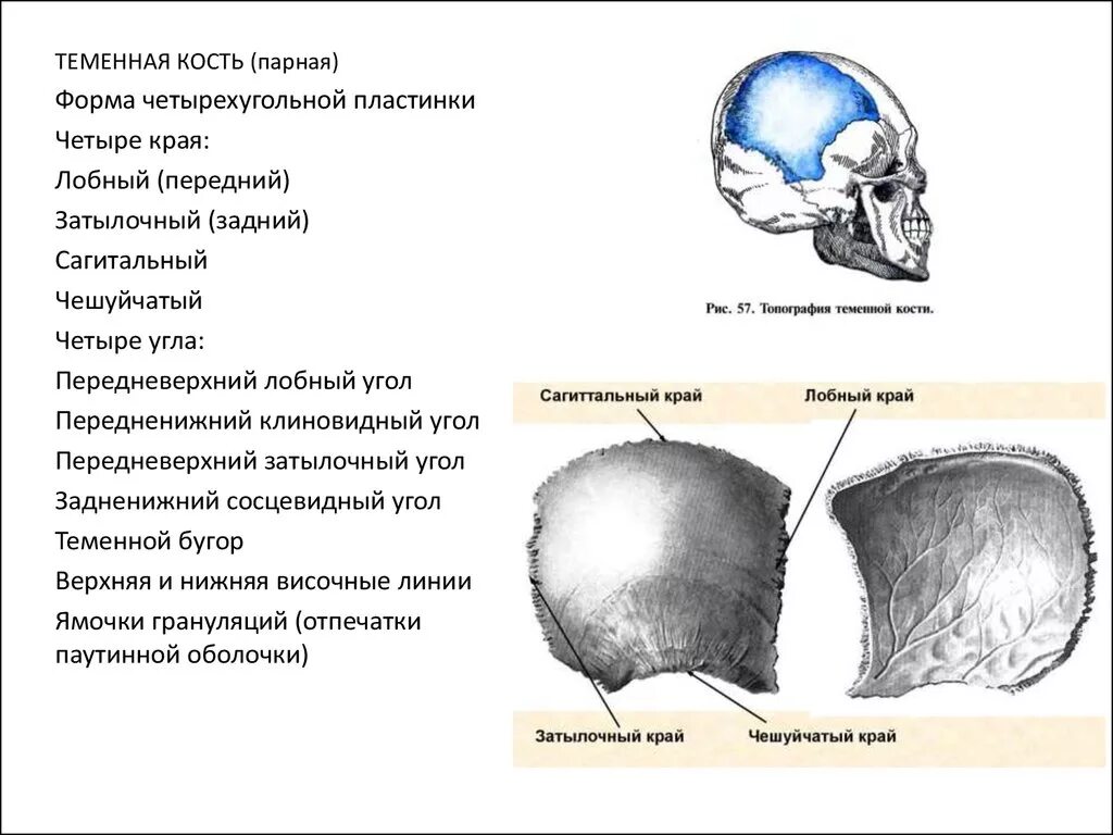 Лобная теменная затылочная кость. Теменная кость черепа у ребенка. Теменная кость черепа анатомия. Верхняя височная линия теменной кости расположена. Теменные кости черепа анатомия.