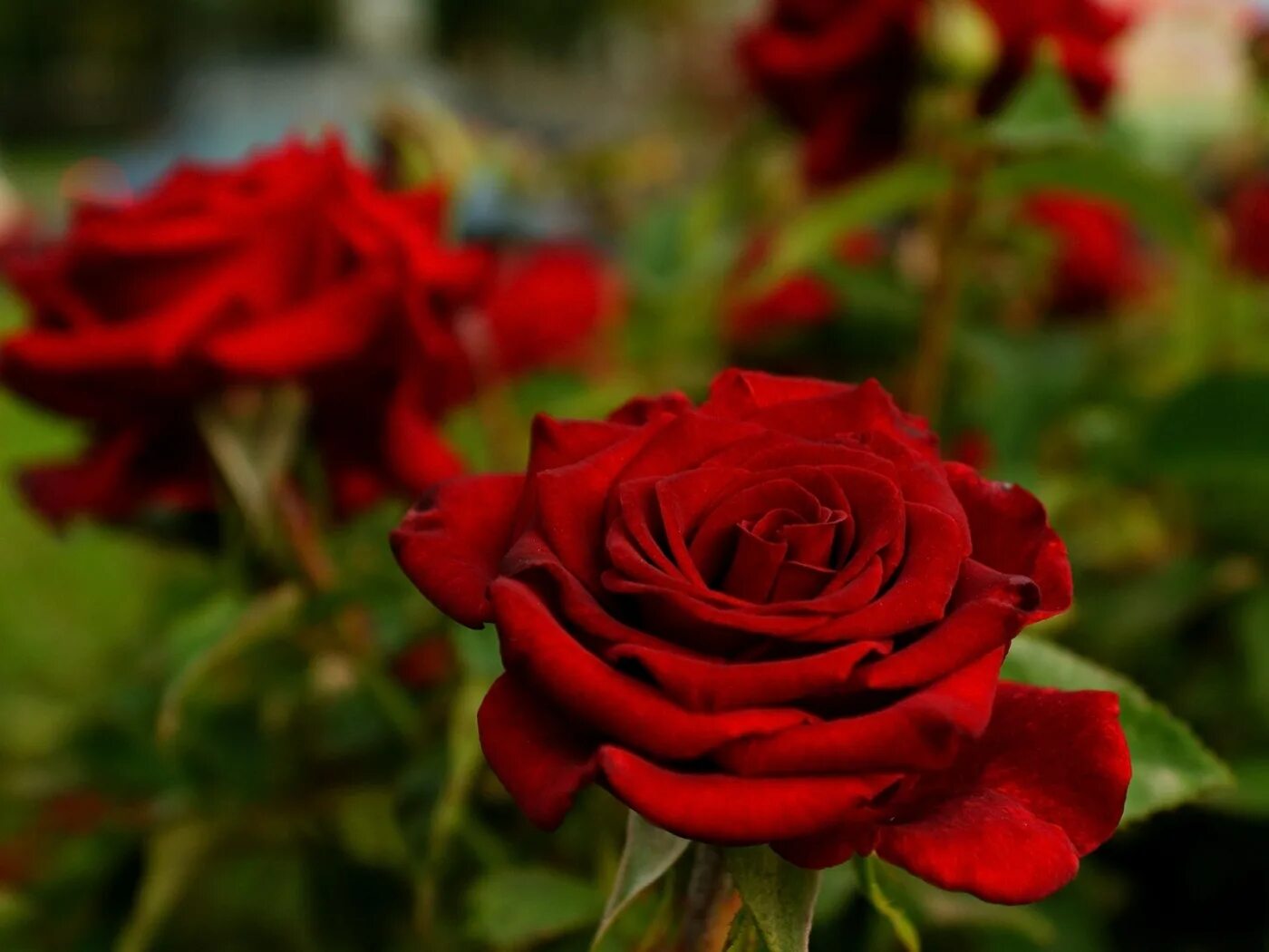 Цветы розы красные. Роза чайно-гибридная вельвет. Роза ред вельвет. Роза импресарио. Роза ред баккара.