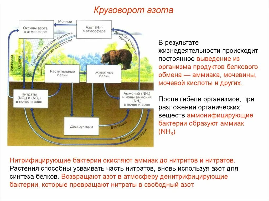 Опишите круговорот азота в природе. Фазы круговорота азота. Нитрифицирующие бактерии круговорот азота. Биологический круговорот в биосфере. Круговорот азота этапы кратко.