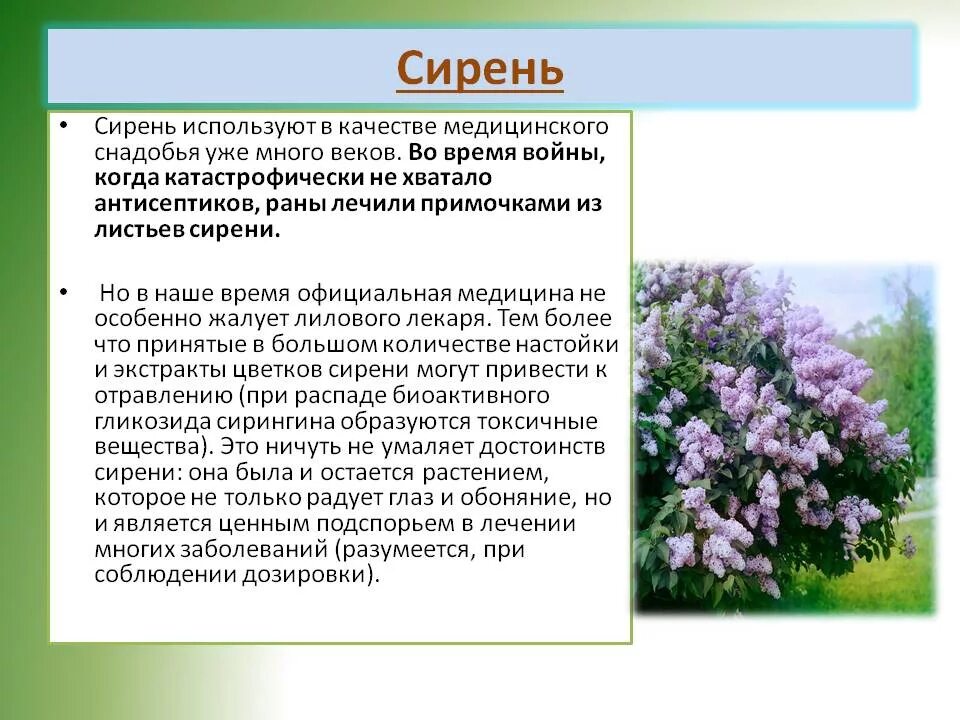 Рассмотрите изображение сирени и опишите ее. Сирень лекарственная. Сирень характеристика. Сирень лекарственное растение. Сирень описание растения.