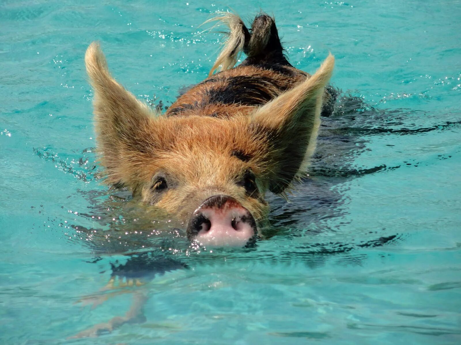 Свинка плавает
