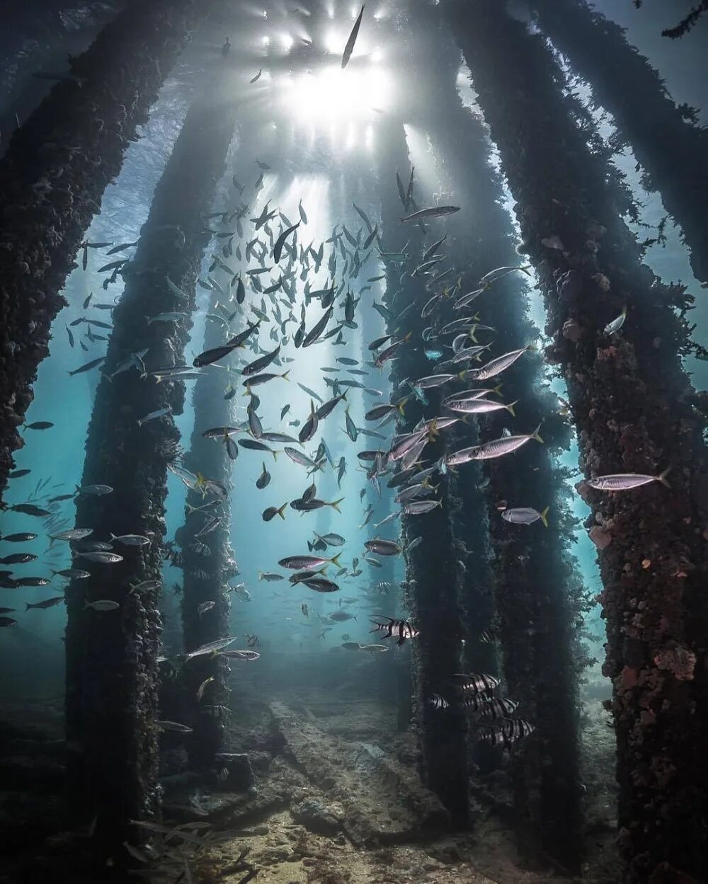 Мир подводной глубине. Дно океана. Океаны. Глубина. Подводный пейзаж. Море под водой.
