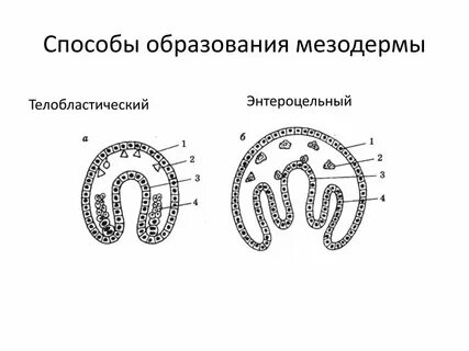 Какие системы органов формируются из мезодермы