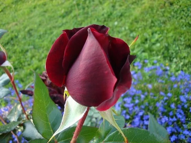 RARE English Black dark Purple ROSE Flower Plant 2, 10, 20 or 30 SEEDS Gorgeous 