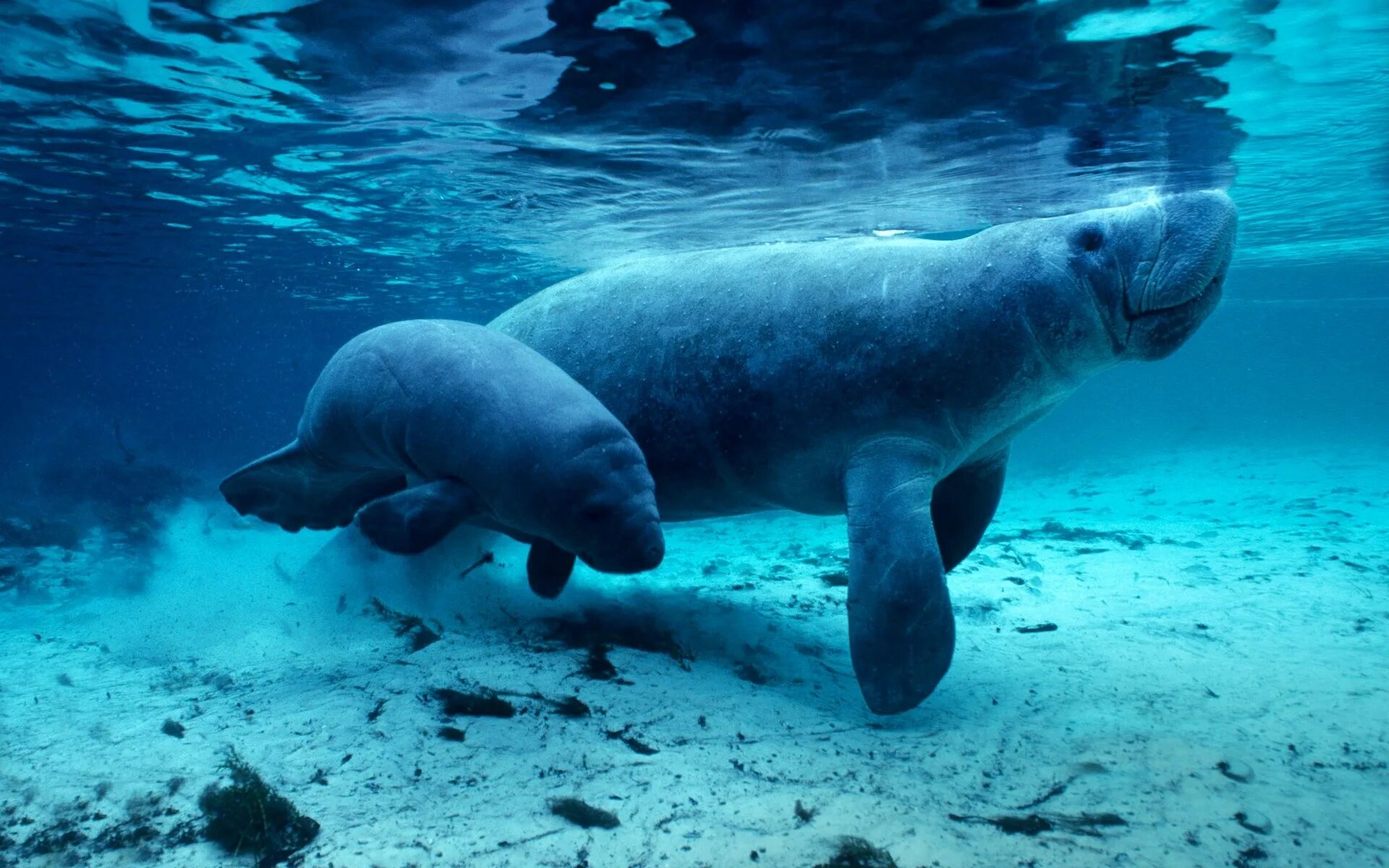 Ламантин морская корова. Стеллерова морская корова. Дюгонь морская корова.